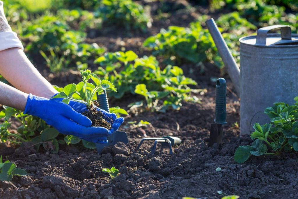 connaitre le ph du sol de votre jardin & potager