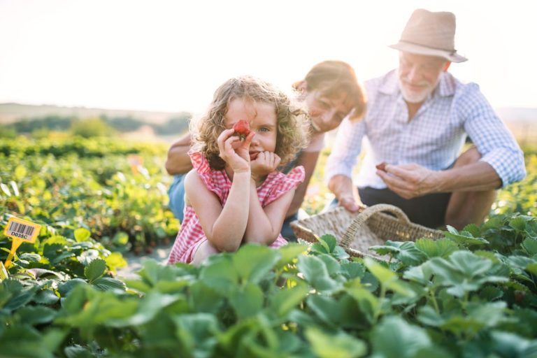 quand planter des fraises au jardin ?