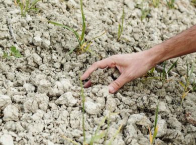 des plantes xérophiles dans nos jardins