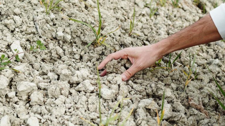 des plantes xérophiles dans nos jardins