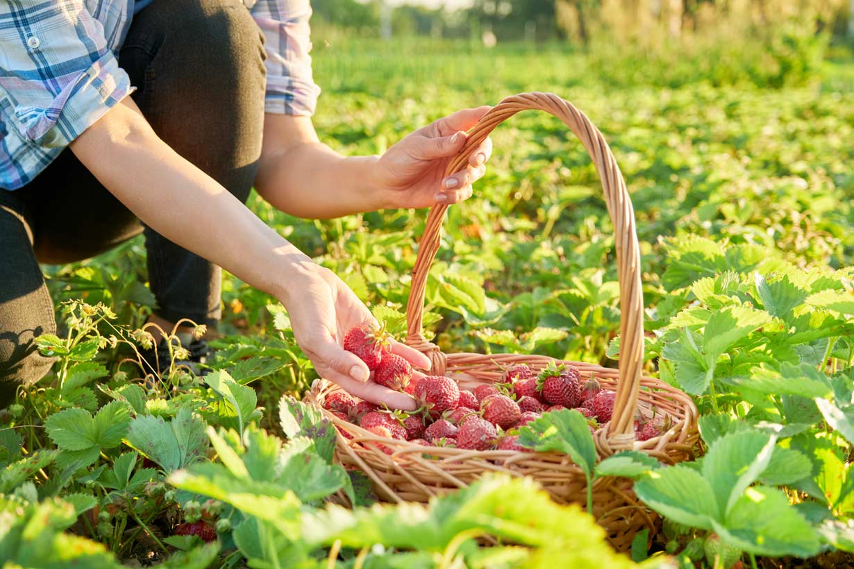 Où planter les fraisiers dans le jardin ?