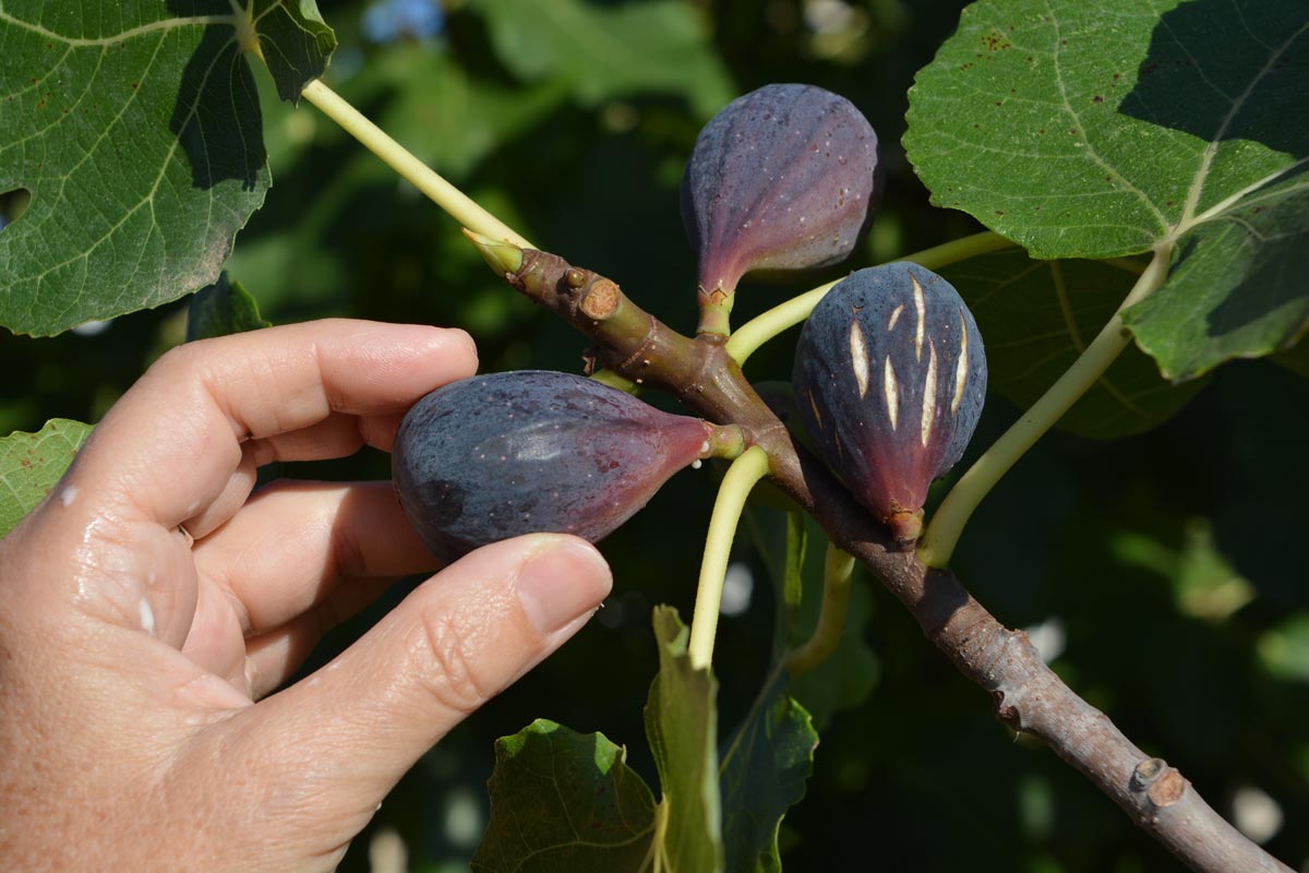 Où planter un figuier dans son jardin ?