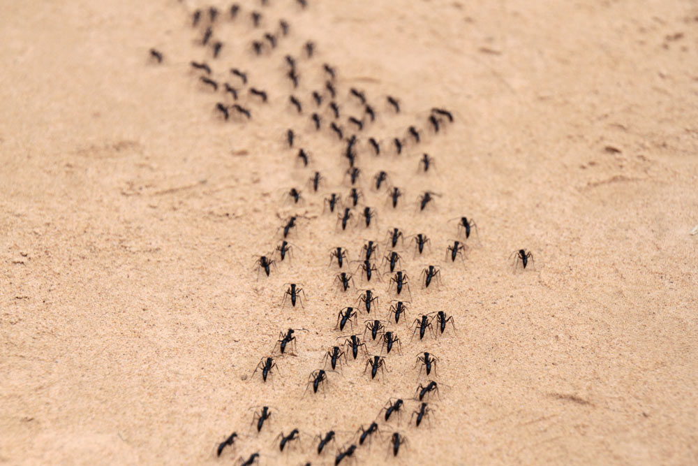 Quelle huile essentielle pour les fourmis ?