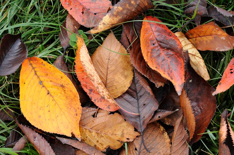 tas de feuilles mortes du jardin