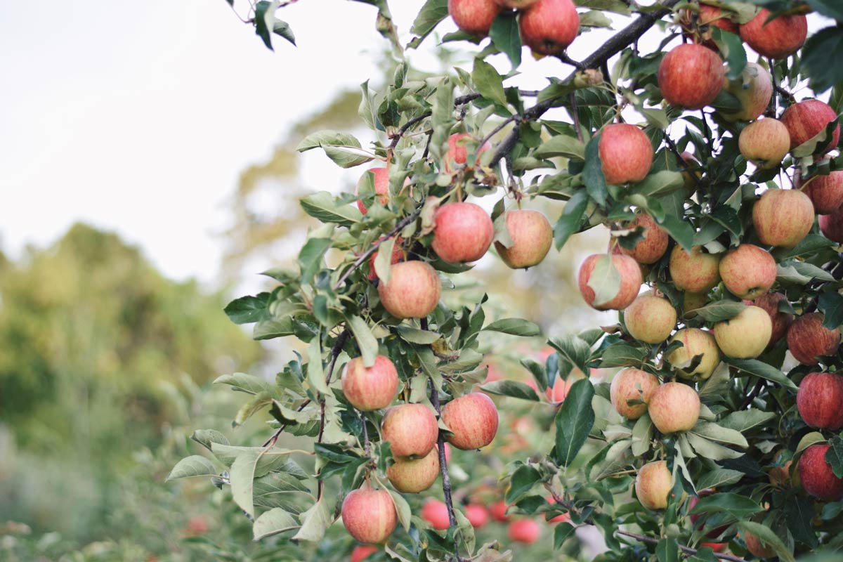 toutes les variétés de pommes