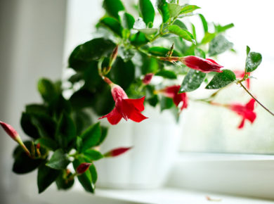 Le dipladenia : une plante exotique grimpante