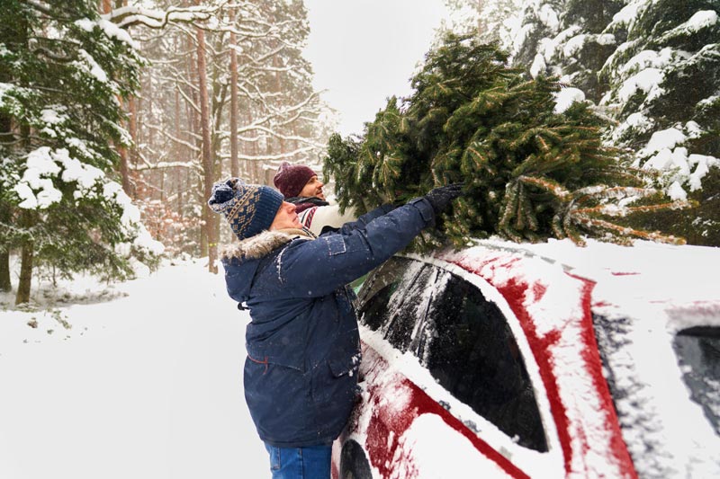 quel prix pour un sapin de noël ?