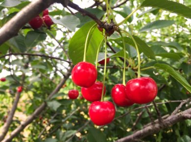 le cerisier : l'arbre fruitier de toute la famille