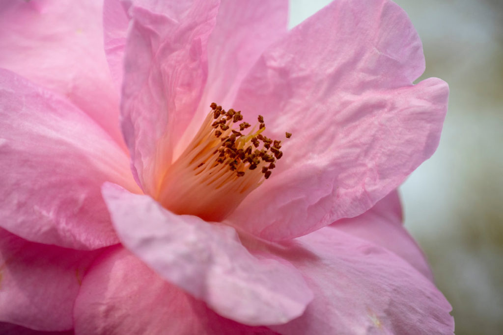 les fleurs de camélias