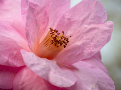 les fleurs de camélias