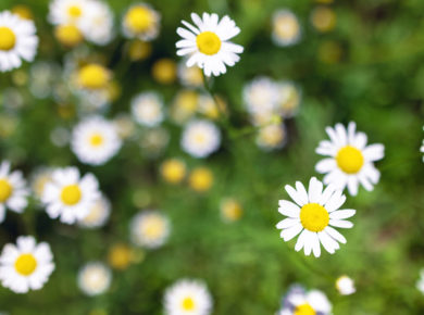 phytothérapie silence ça pousse sur France 5