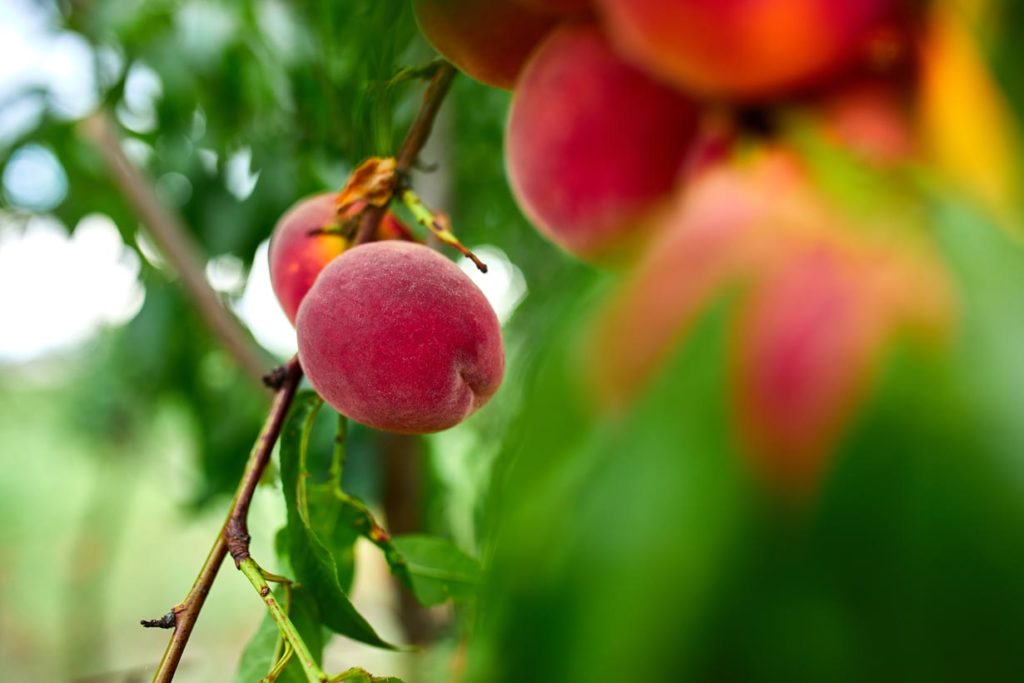 le pêcher : mieux connaitre cet arbre fruitier