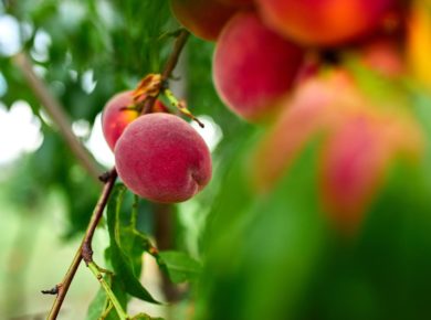 le pêcher : mieux connaitre cet arbre fruitier