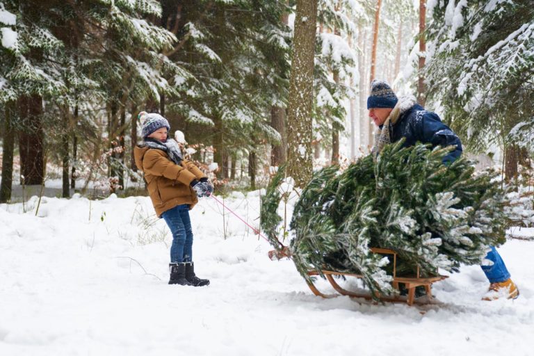 planter un sapin dans son jardin : comment faire ?