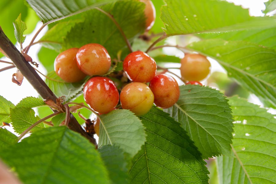 savoir quand récolter les cerises du cerisier de votre jardin