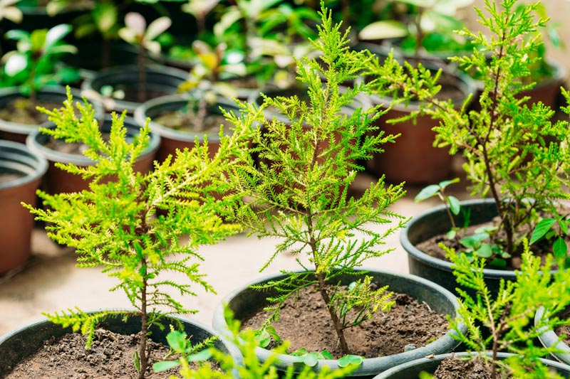 la maillure période pour planter un sapin dans son jardin