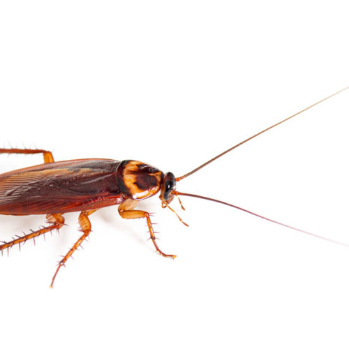 Les cafards de jardin comment les reconnaître et s'en débarrasser — free download