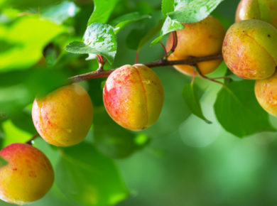 planter un abricotier : plantation et entretien de cet arbre fruitier