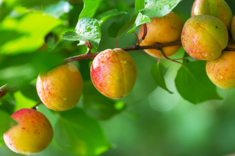 planter un abricotier : plantation et entretien de cet arbre fruitier