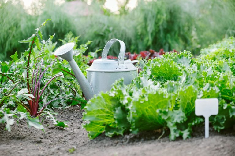 semer de la salade dans le potager : quand et comment faire ?