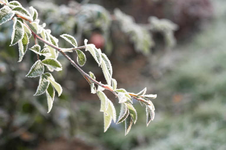 préparer votre jardin au gel de l'hiver