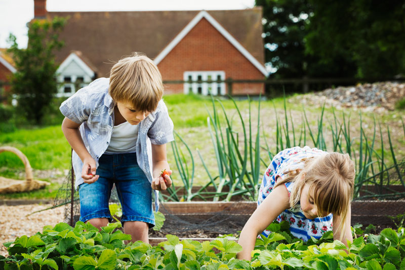 comment bien semer et entretenir les carottes dans le potager ?