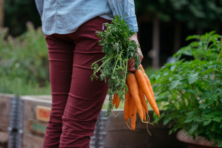 semis des carottes dans le jardin