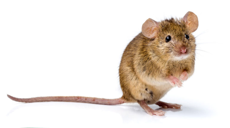 souris dans un appartement : que faire ?