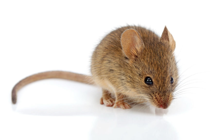comment se débarrasser des souris dans une maison ?