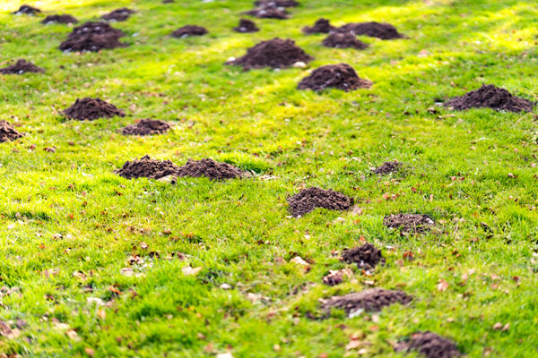 les taupes dans le jardin