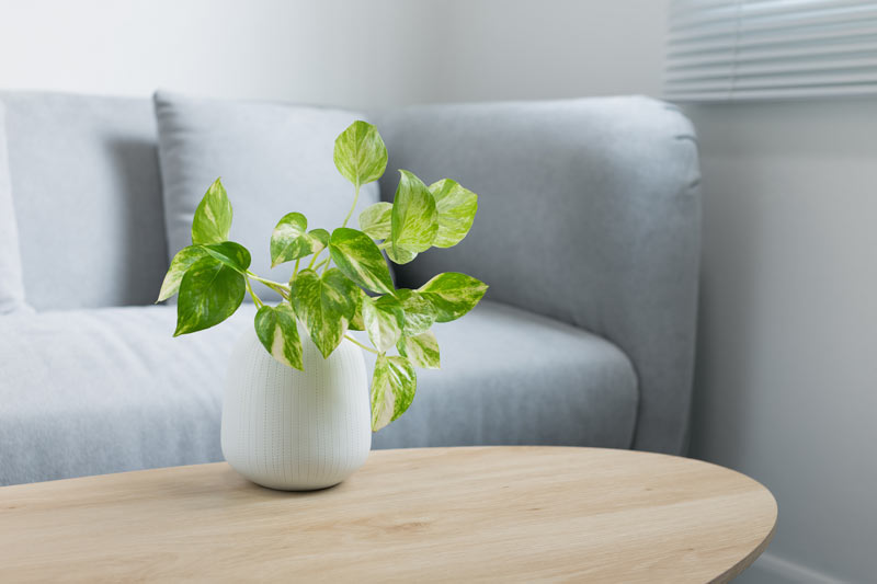 Epipremnum aureum : lierre grimpant
