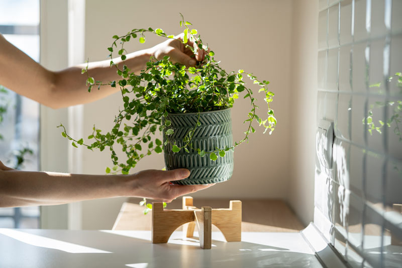 Ficus pumila