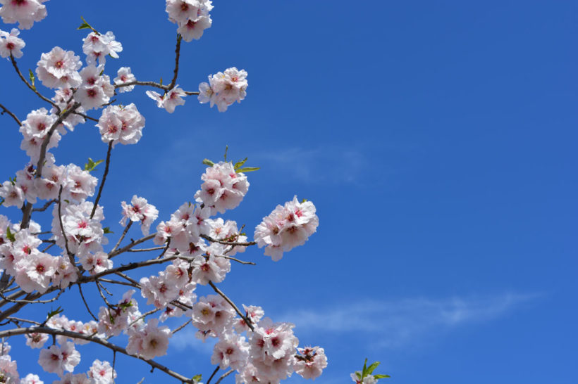 tout savoir sur l'amandier, le prunus dulcis