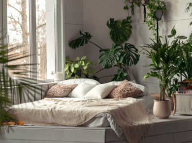 les plus belles plantes grimpantes pour votre intérieur