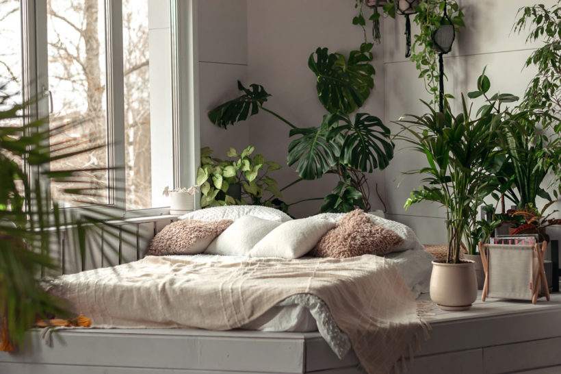 les plus belles plantes grimpantes pour votre intérieur