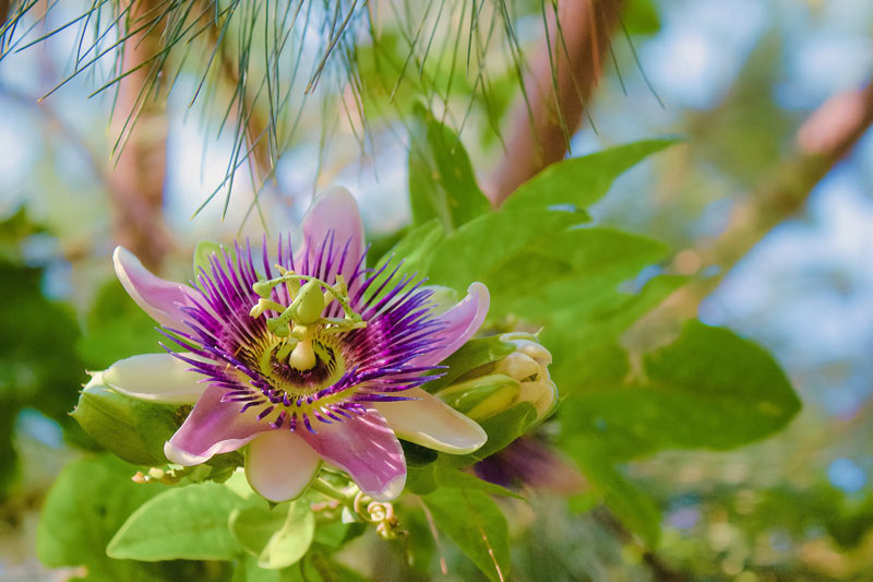 la Passiflora caerulea