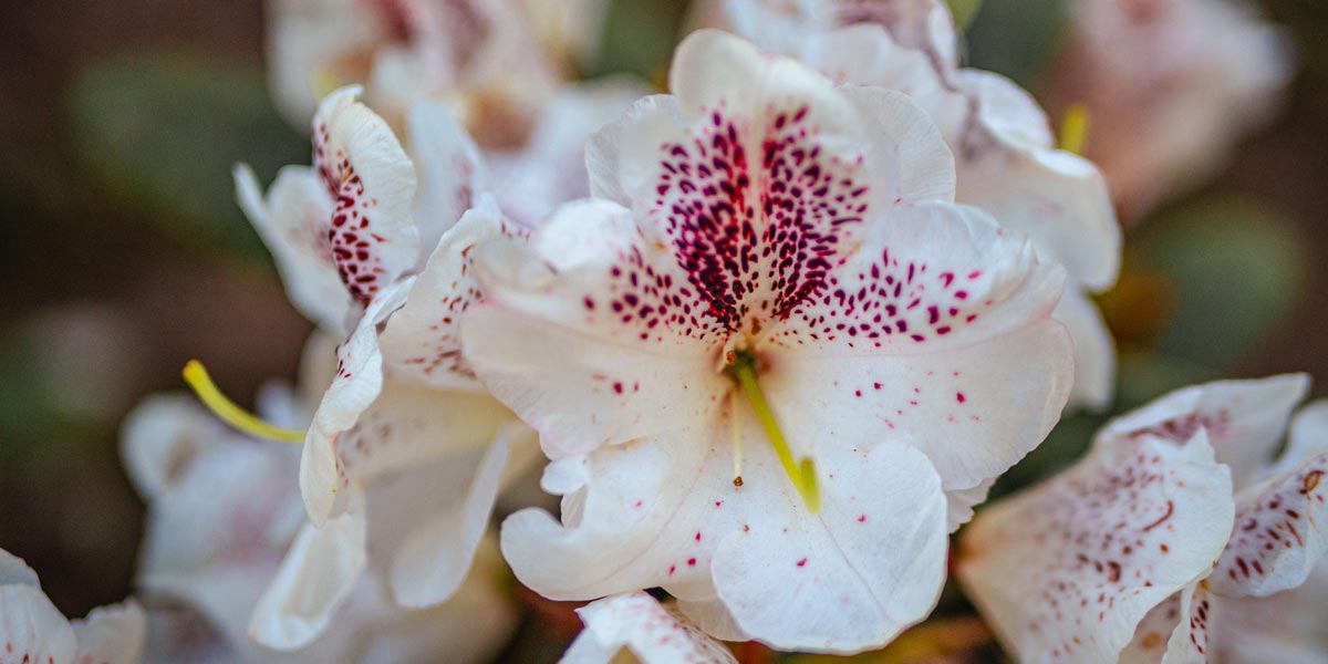 Alstroemeria (Lis des incas) : origine, plantation et entretien