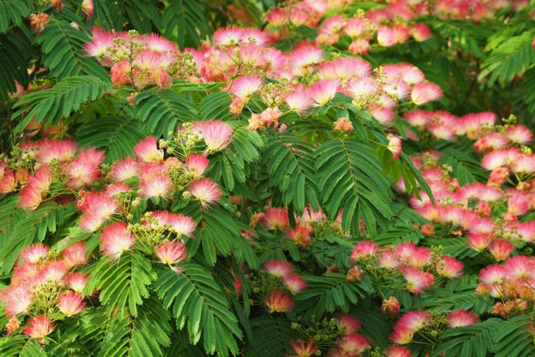 L'Albizia julibrissin 'Ombrella'