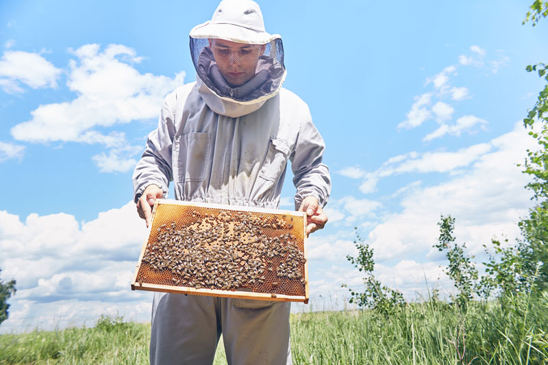 Des abeilles chez soi : comment installer ses propres ruches ?