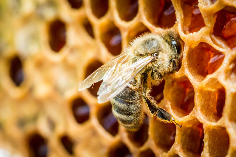 Comment aider les abeilles du jardin et avoir ses propres ruches ?