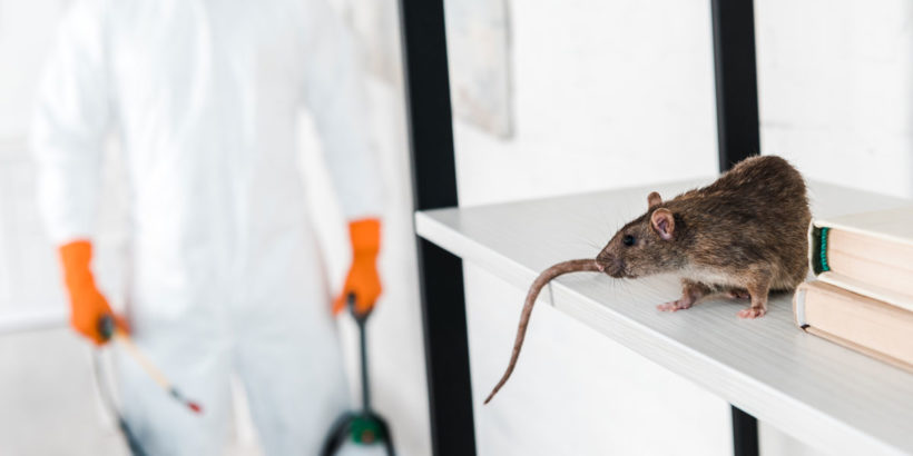 comment éradiquer les rats d'une maison ?