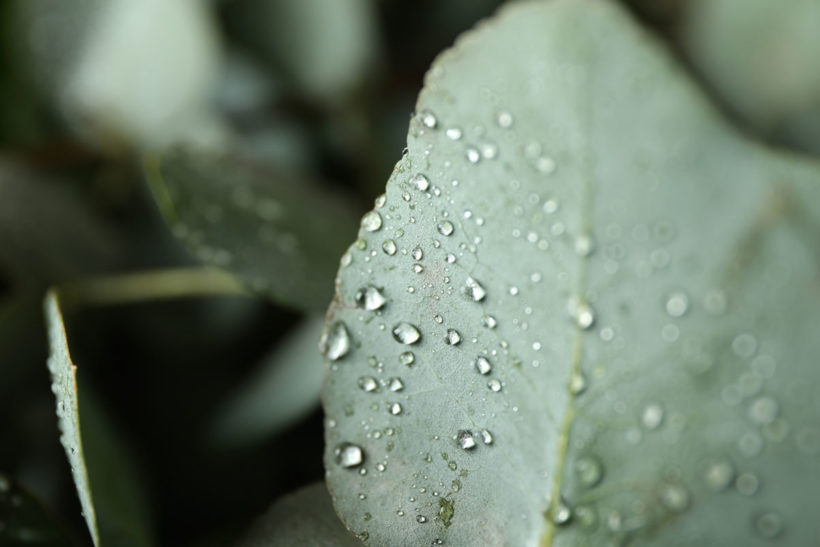 Eucalyptus : plantation et entretien de cet arbre aromatique