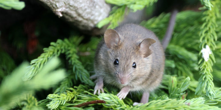 Souris et mulot dans le jardin : comment les faire fuir ?