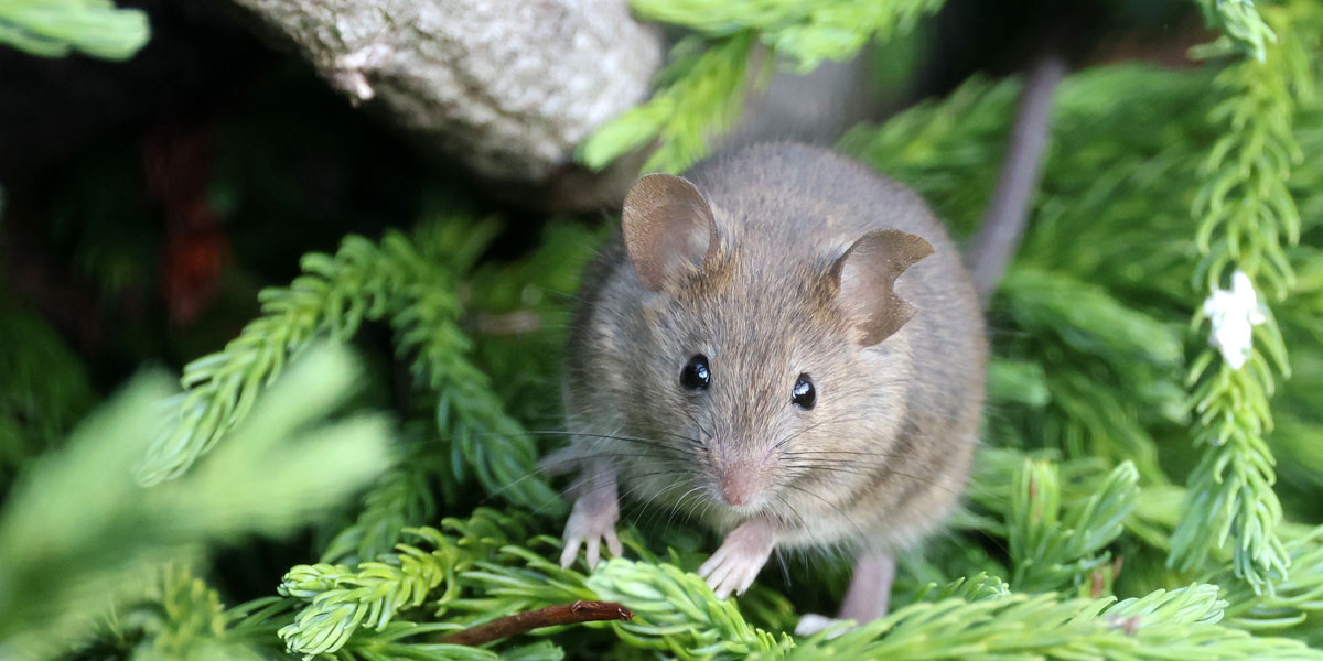Souris et mulot dans le jardin comment les faire fuir