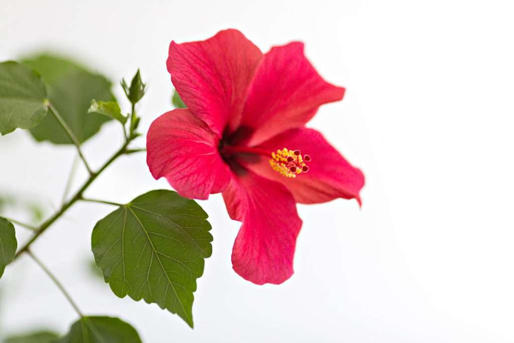 planter des Hibiscus (althéa)