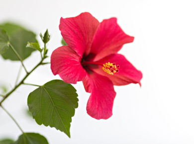 planter des Hibiscus (althéa)