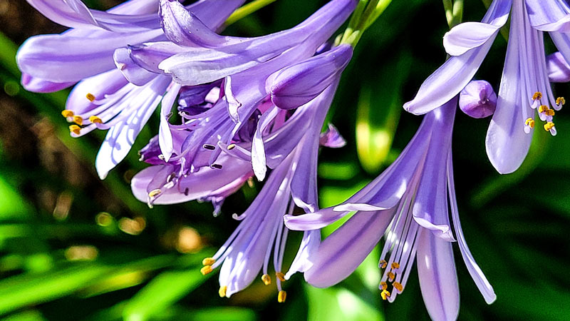 floraison de l'agapanthe dans votre jardin