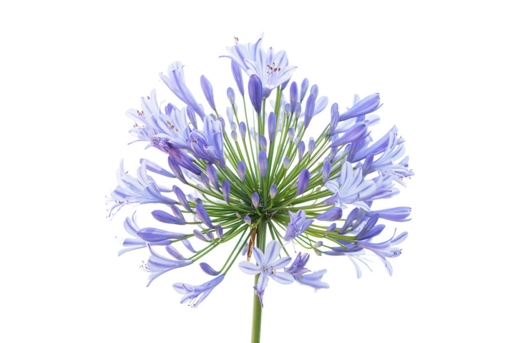 L'agapanthe (Agapanthus) : origine, plantation et entretien