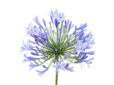 L'agapanthe (Agapanthus) : origine, plantation et entretien
