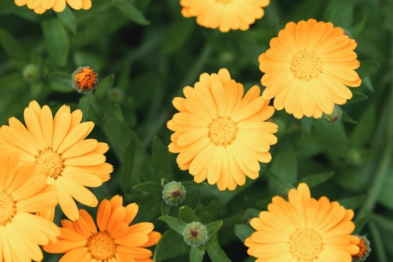 Calendula officinalis ou Soucis des jardins